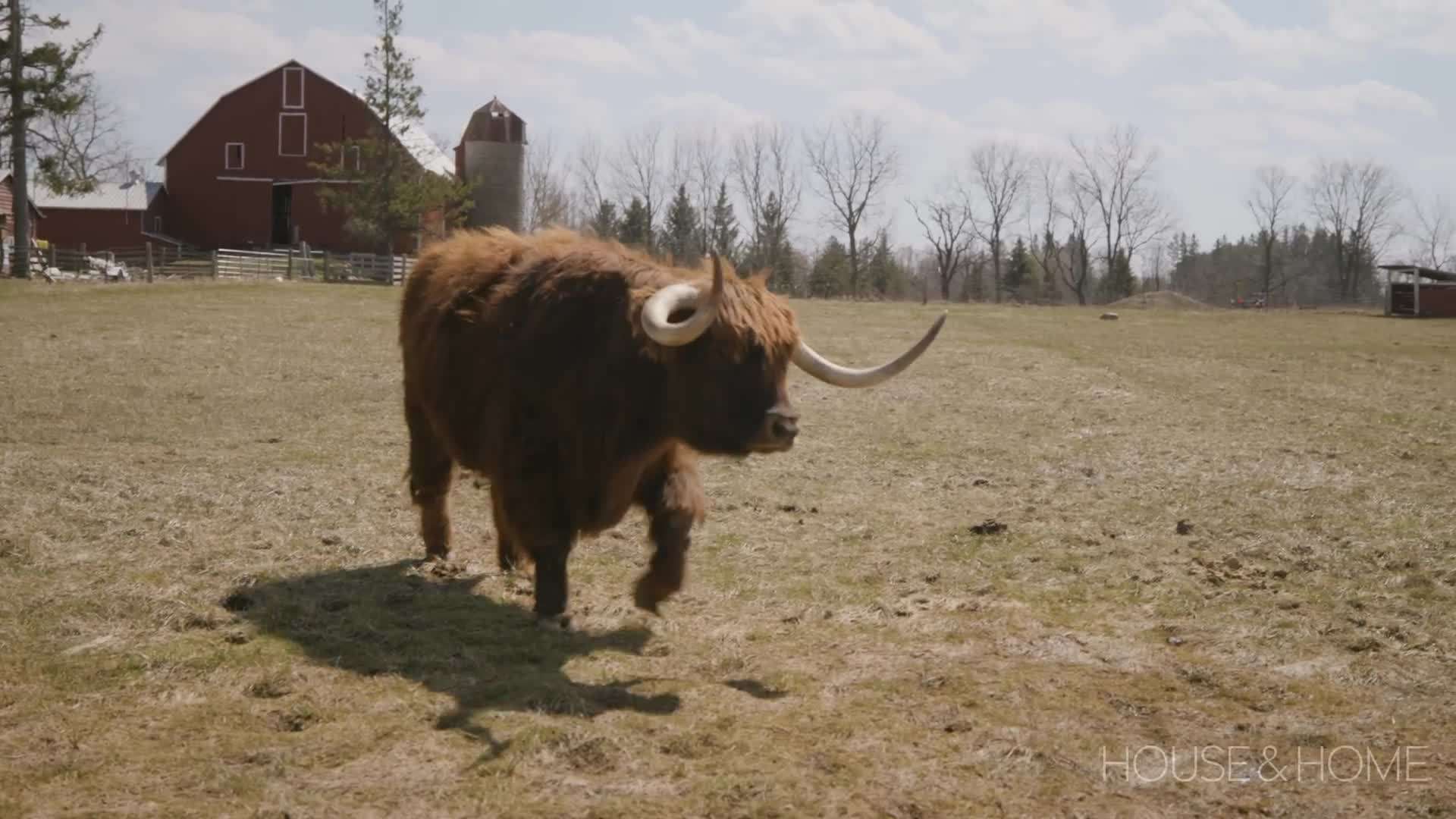 Close-up of farm animals