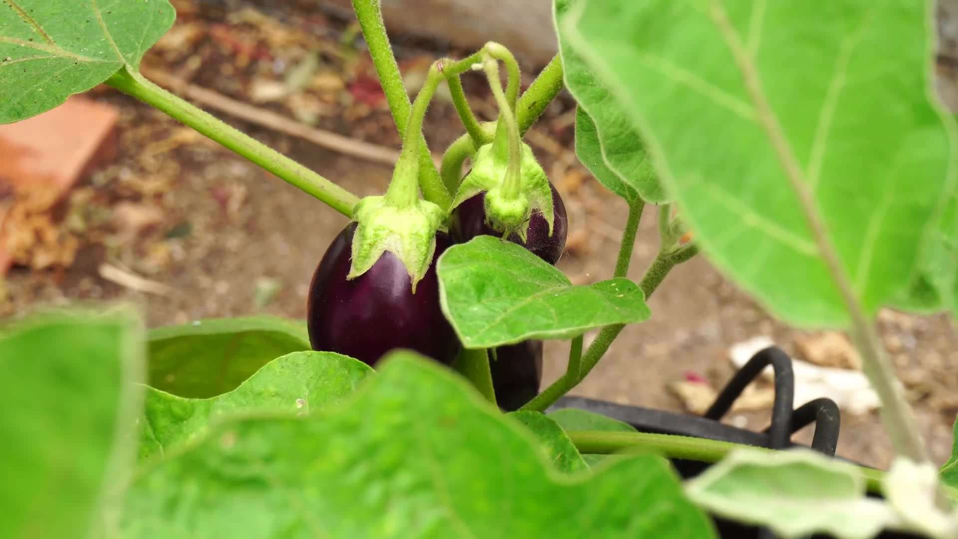 Harvesting Container Eggplants