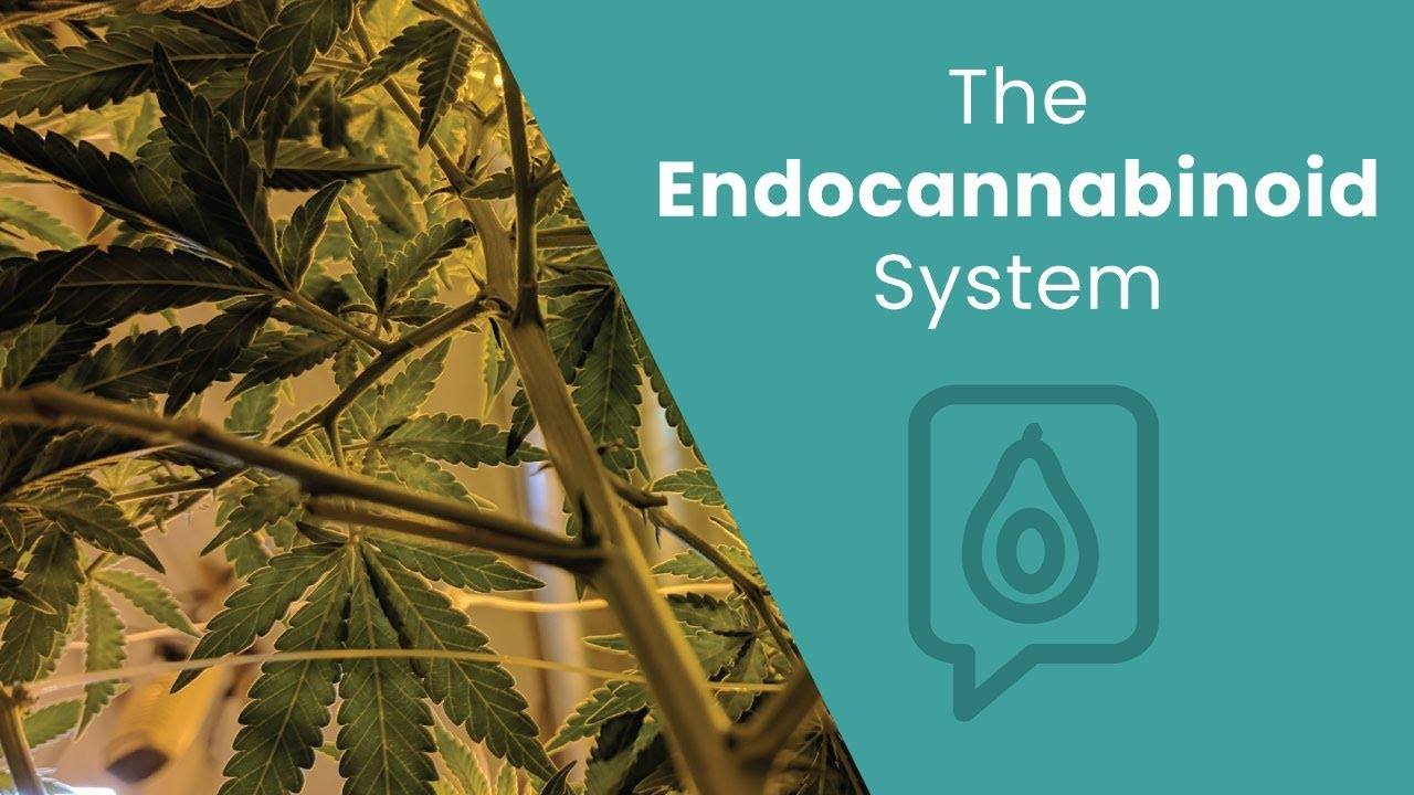 Understanding the Endocannabinoid System: A Comprehensive Guide by Dr. Josh Axe