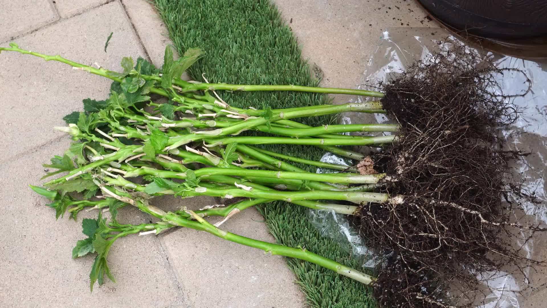 Pruning the okra plants for bushier growth