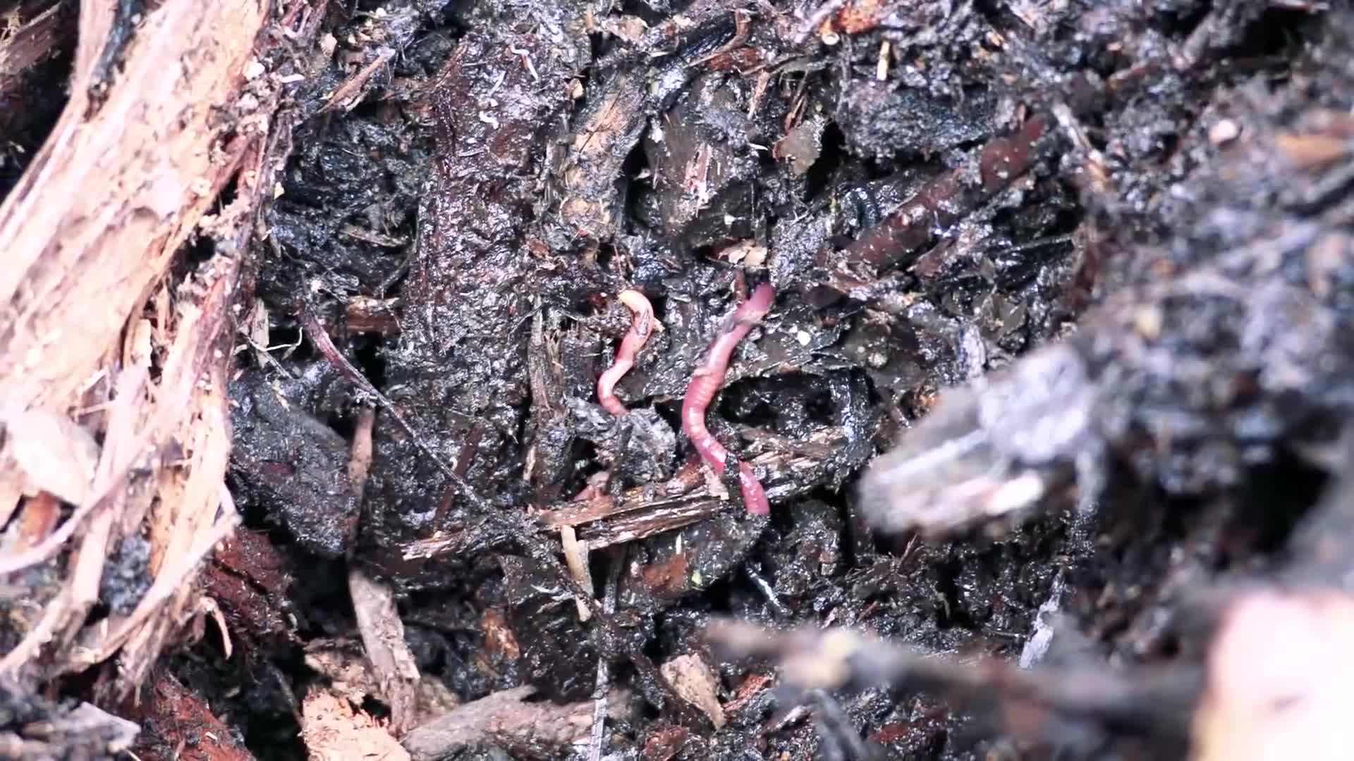 Utilizing treated grey-water for irrigation