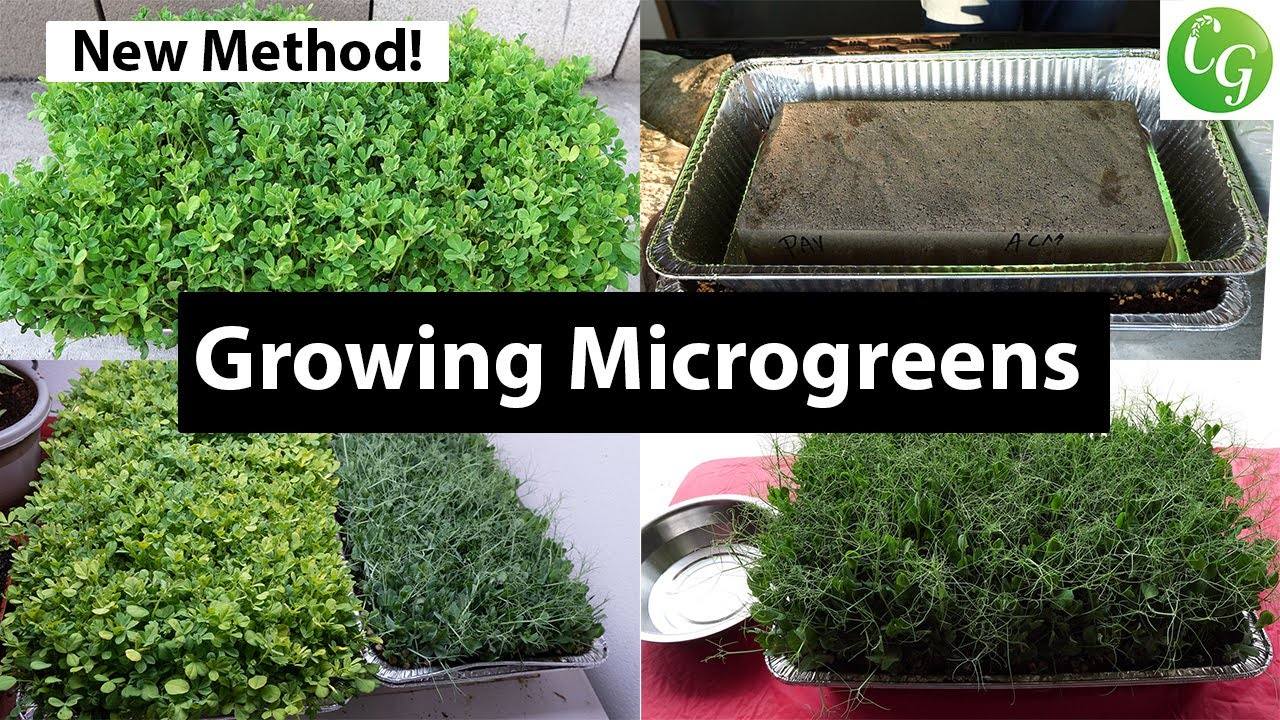 How to Grow Microgreens from Start to End - Complete Microgreens Growing Guide