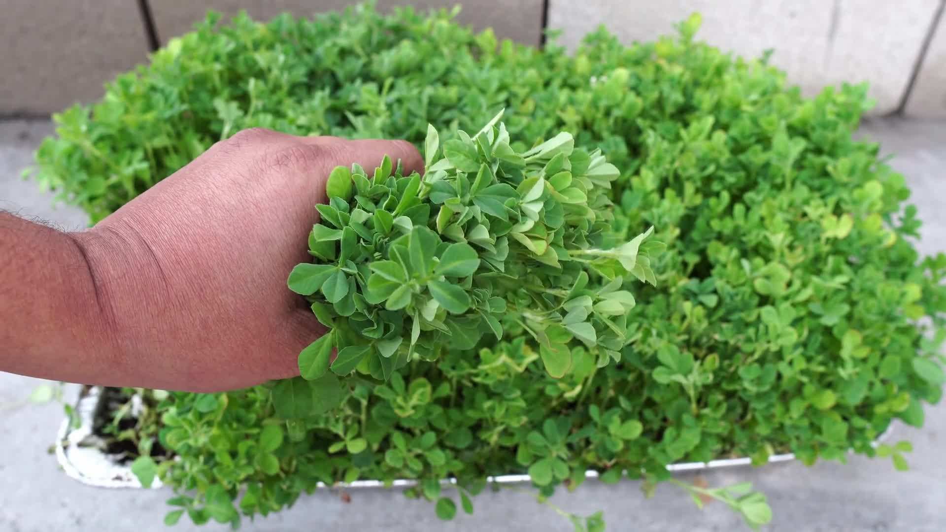 Microgreens growing under grow lights