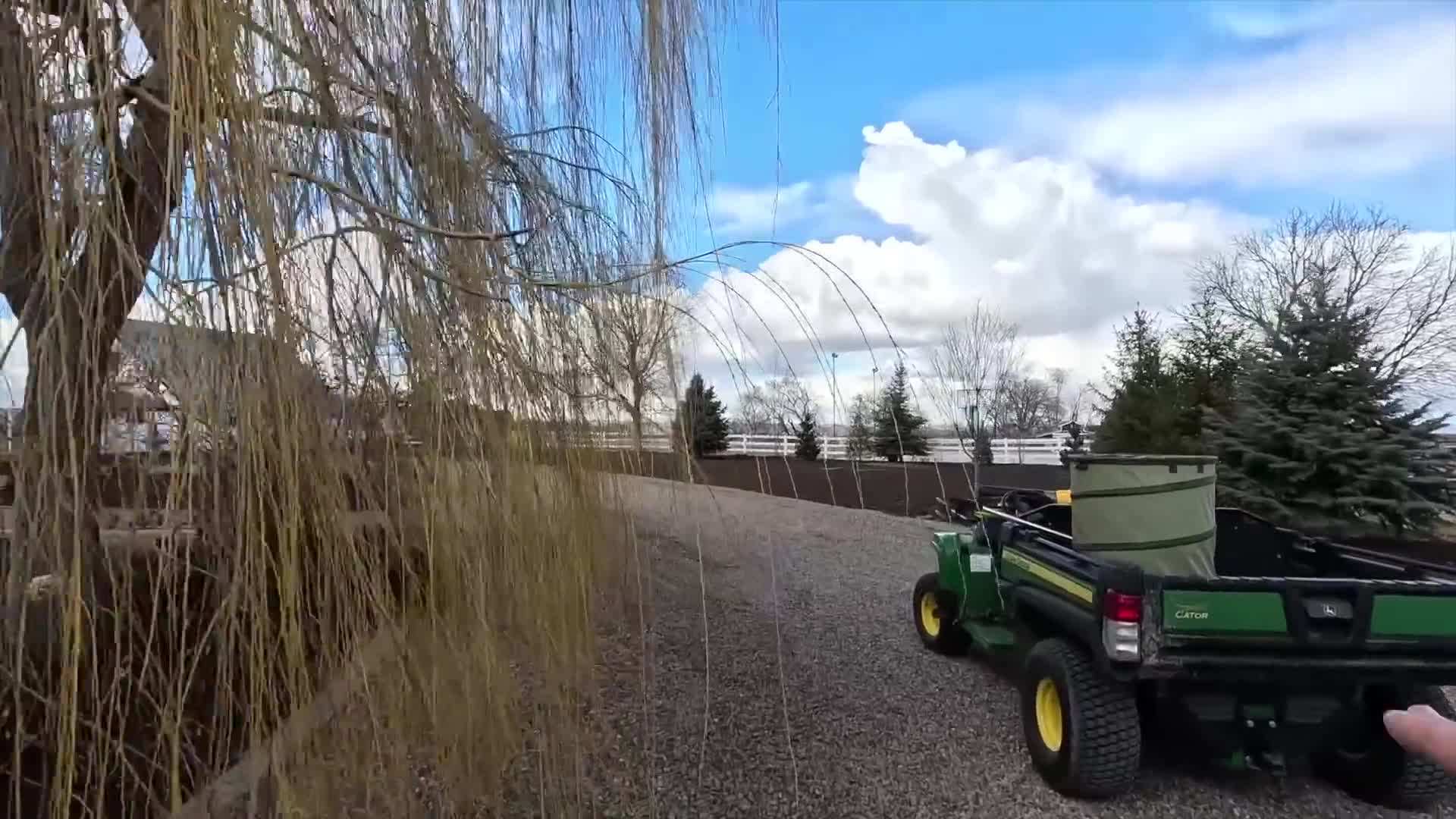 Identifying and removing old, dead, or diseased canes