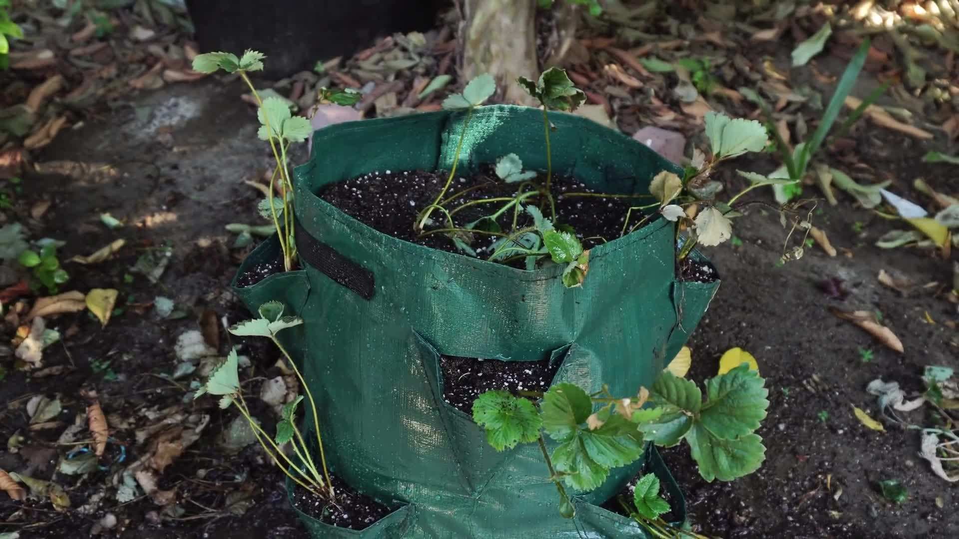 Adding compost to the potting mix