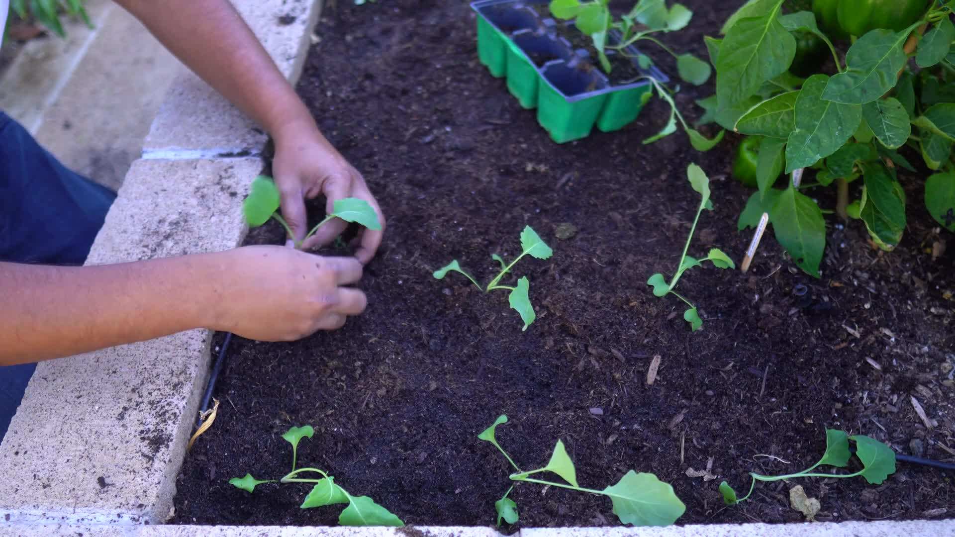 Kohlrabi seedlings