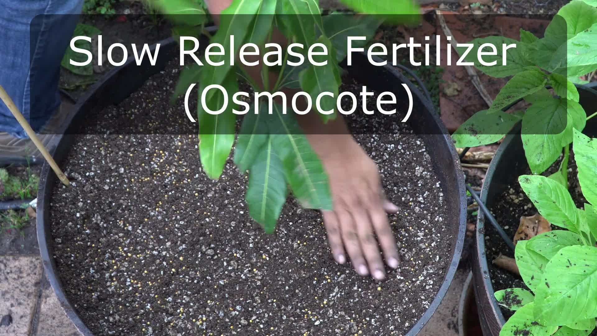 Choosing the Right Mango Tree