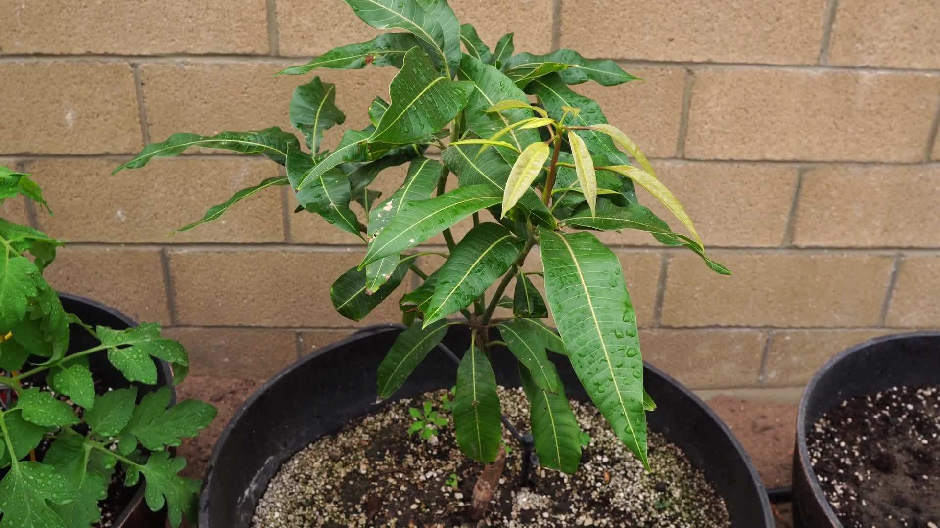 Popular Grafted Mango Tree Varieties