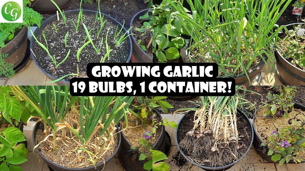 Grow 19 Garlic Bulbs in One Container: A Complete Guide