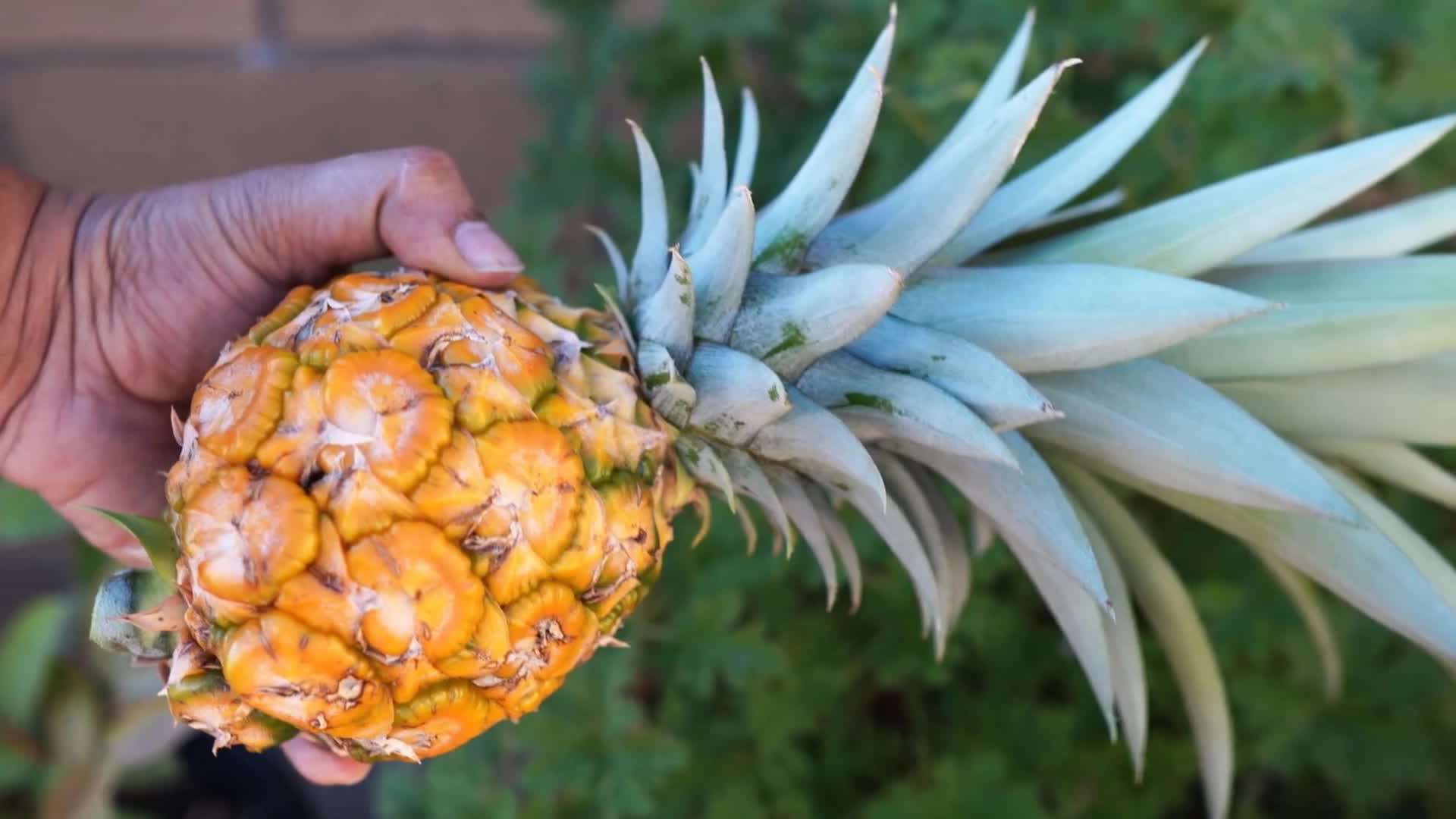Aerial View of California Garden