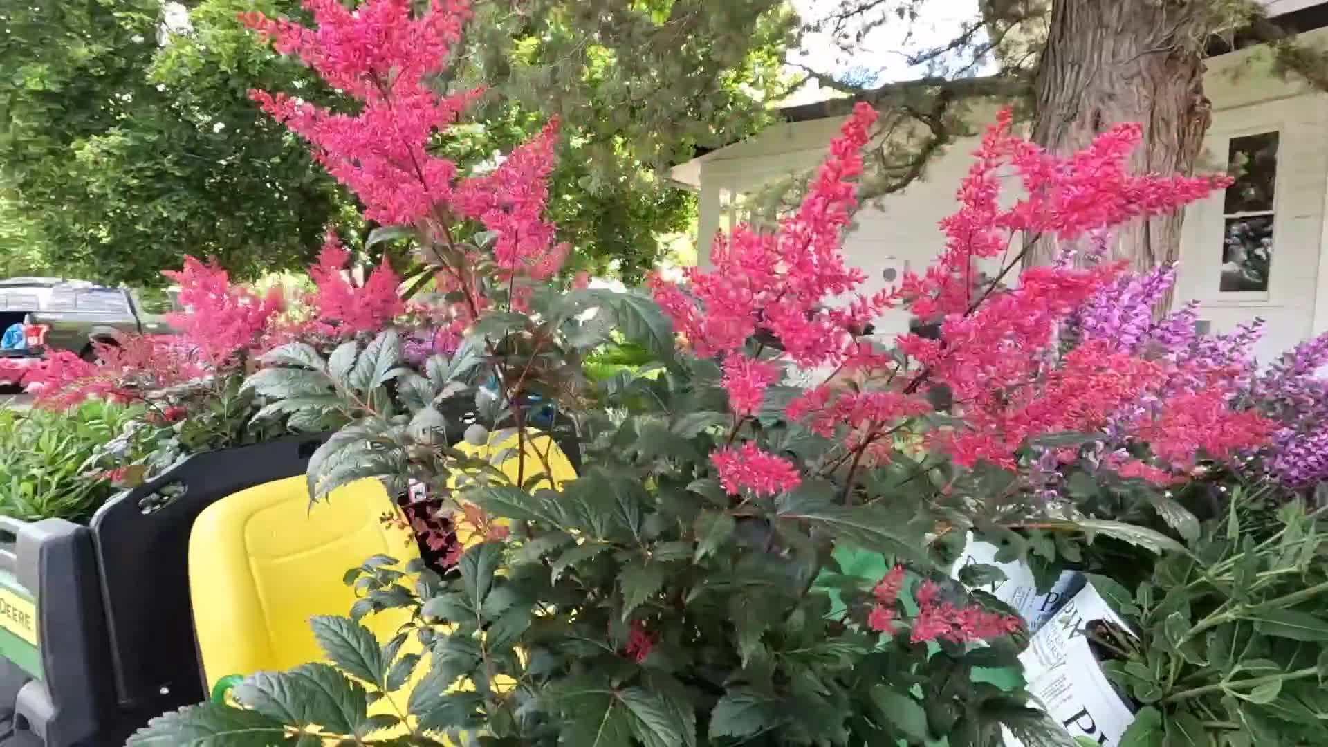 Planting Salvia in Your Garden