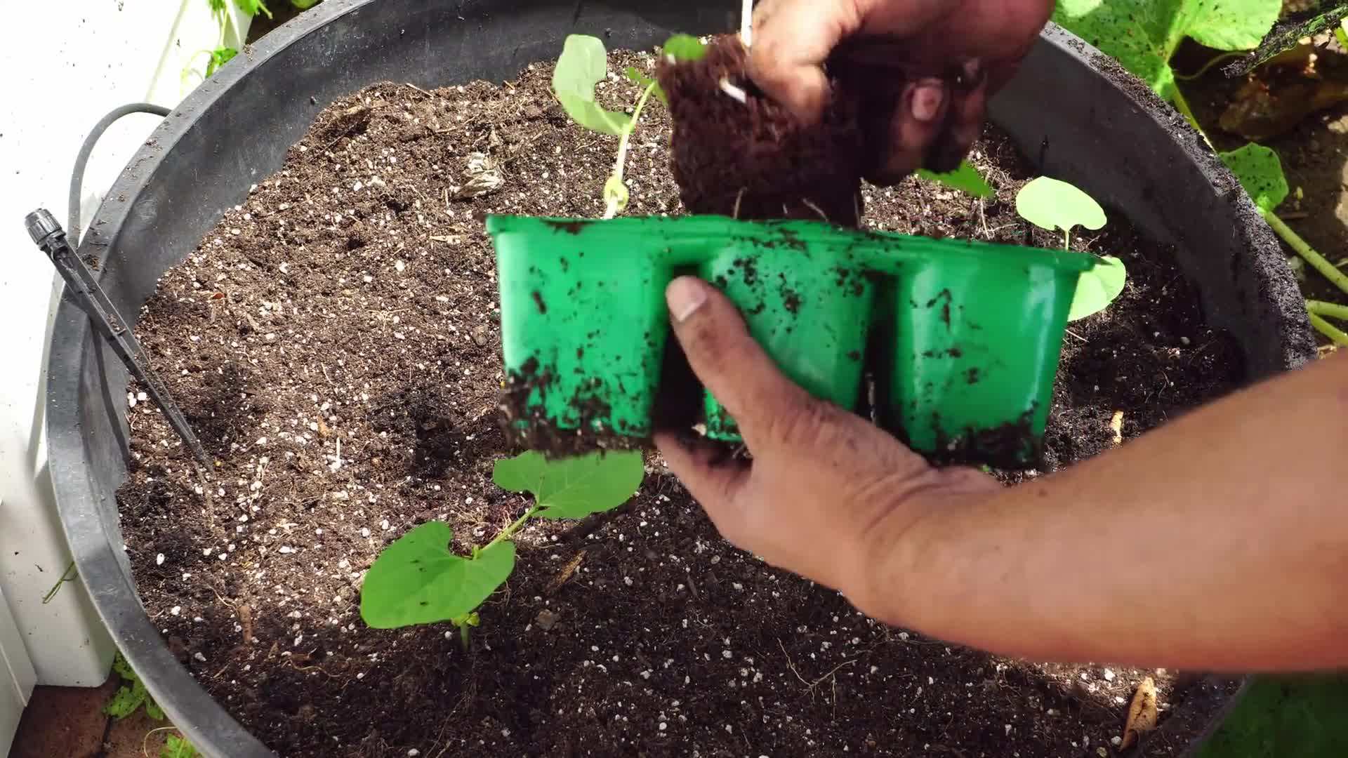 Lablab purpureus beans in full bloom
