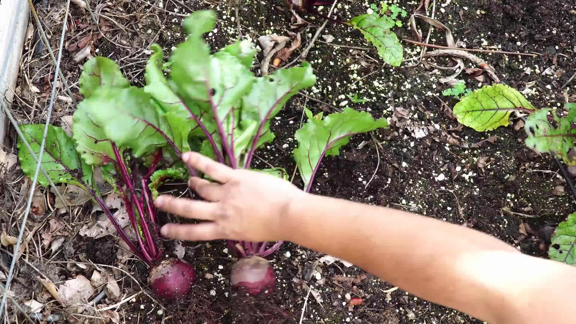 Transplanting Beet Seedlings into Containers