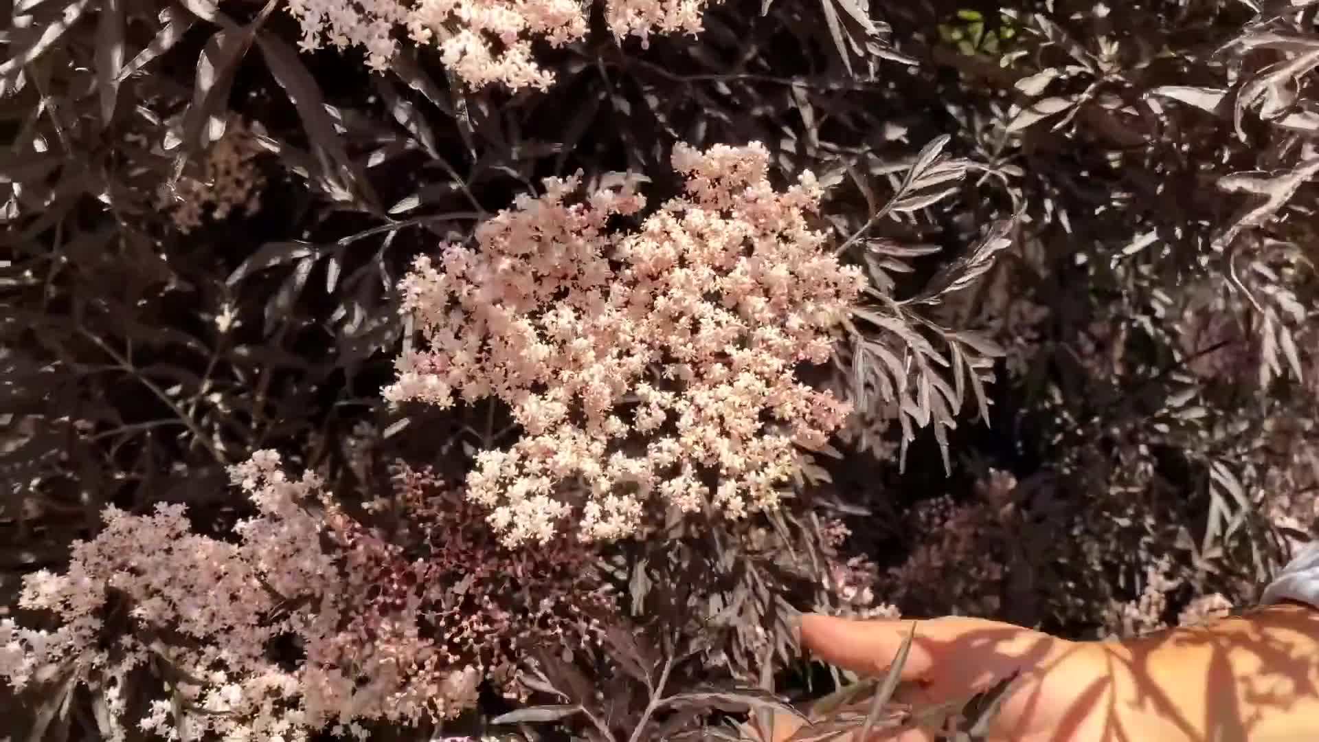Stonehenge Dark Druid Yew - Dense, columnar shape and dark green foliage