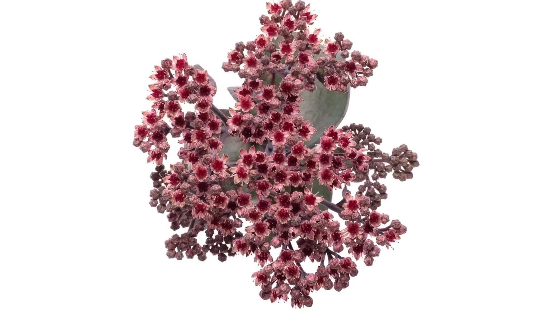 Colorful Sedum Garden