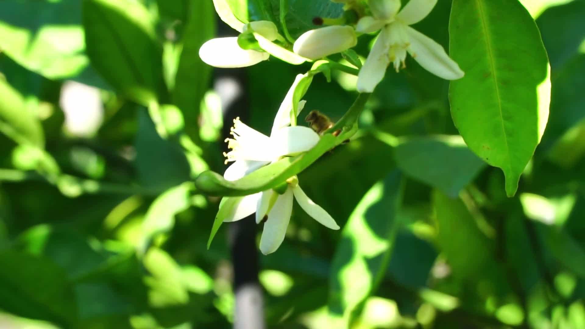 Application of diatomaceous earth on plants