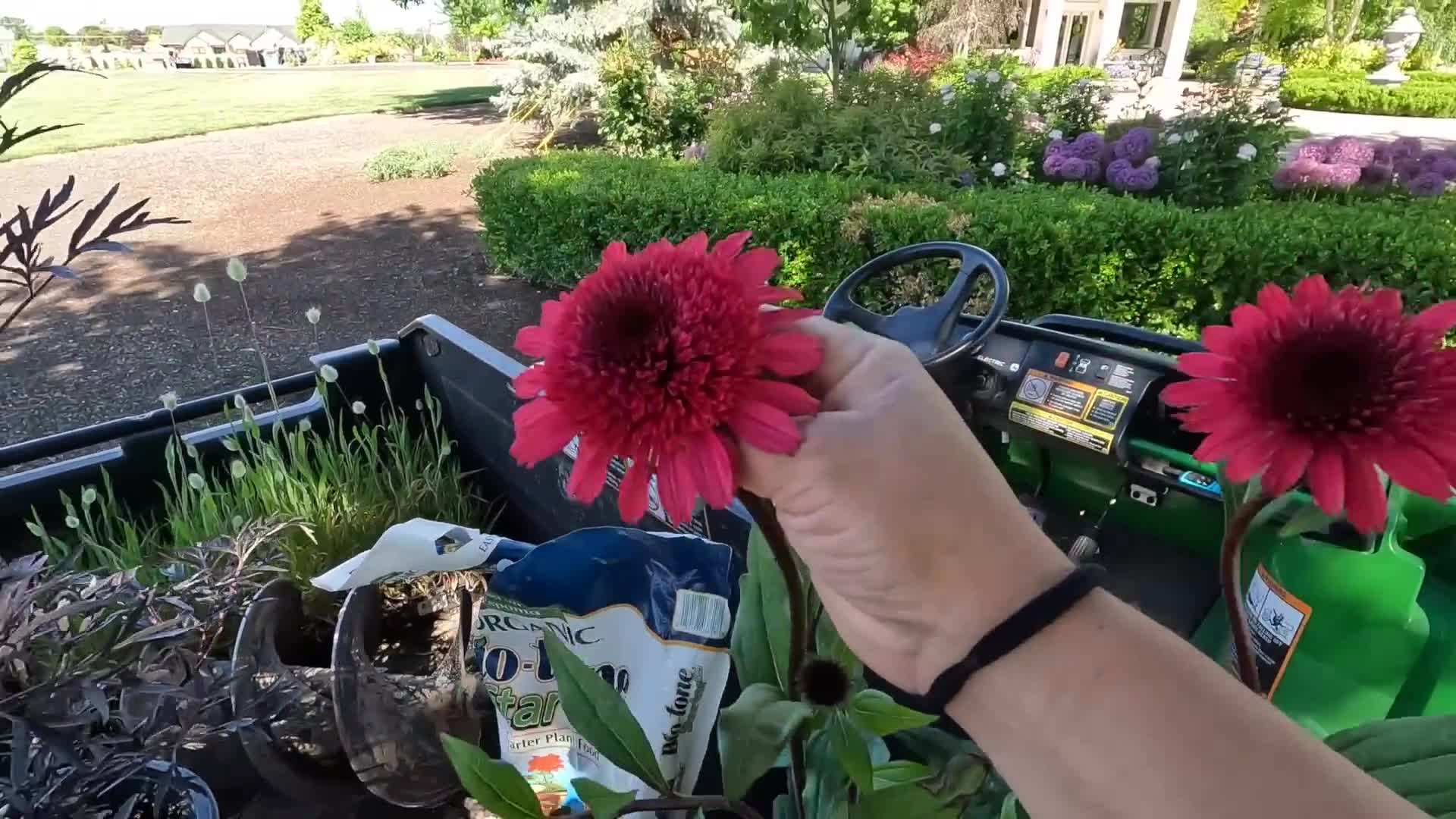 Color Coded® 'One in a Melon' Coneflower Echinacea