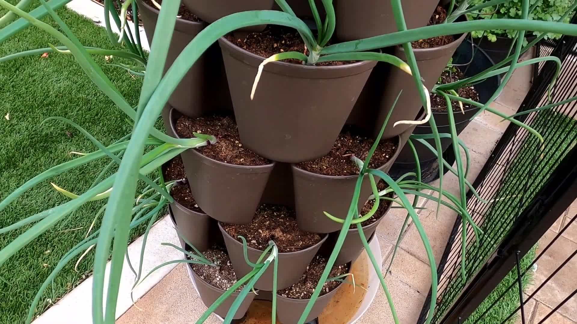 Onion Plants in a Sunny Location