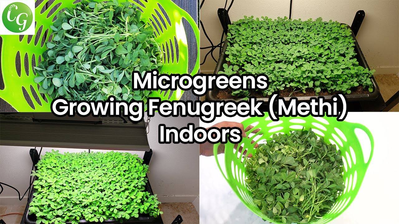 Microgreens: Growing Fenugreek at Home - A Step-by-Step Guide