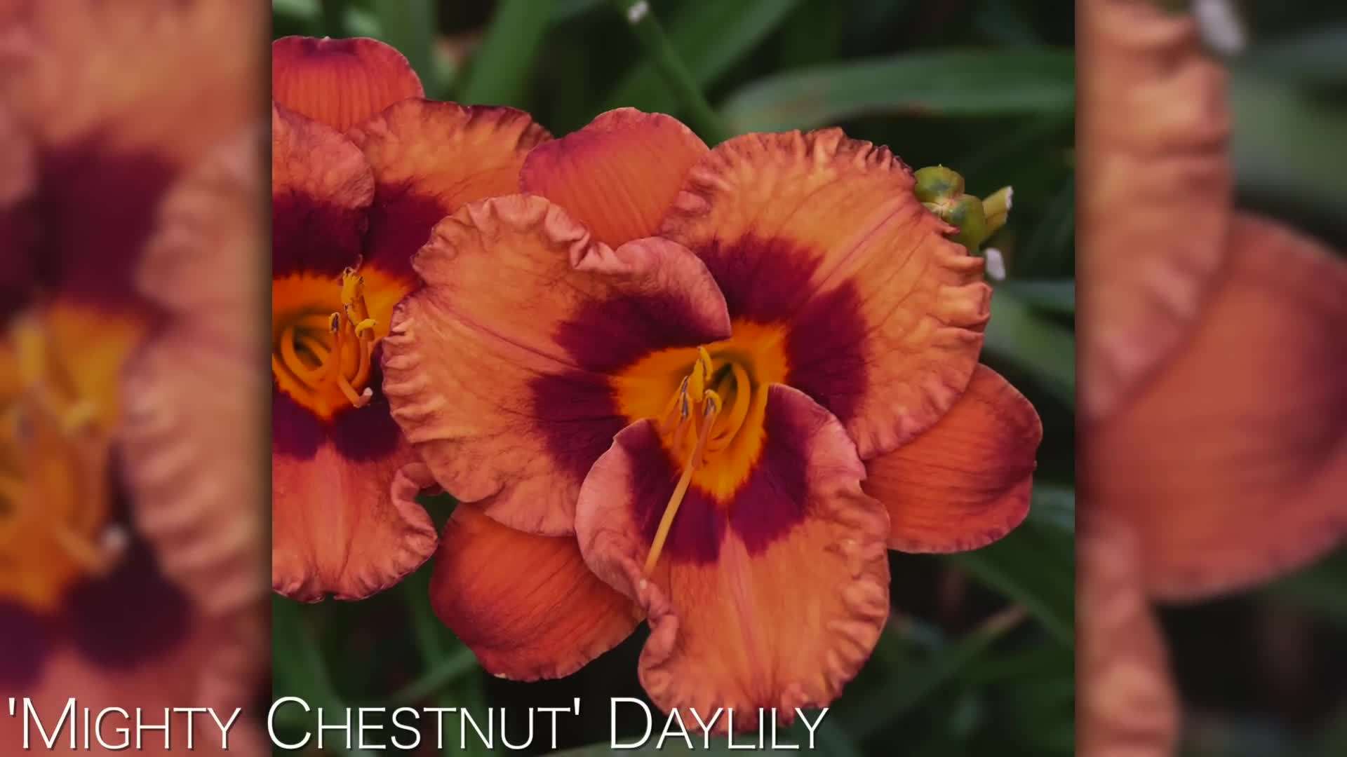 Daylilies with attractive foliage