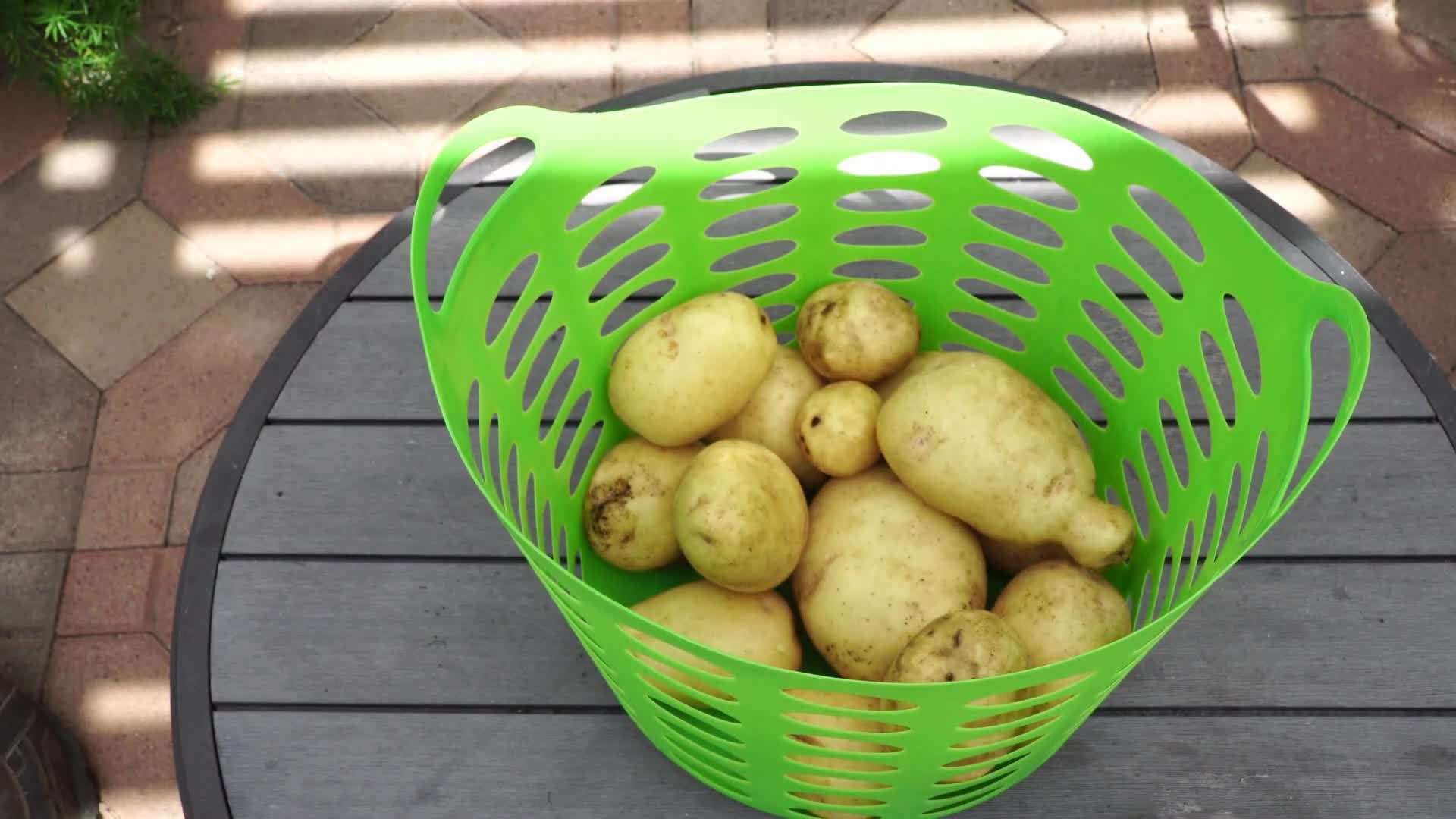 Harvesting potatoes from the raised beds