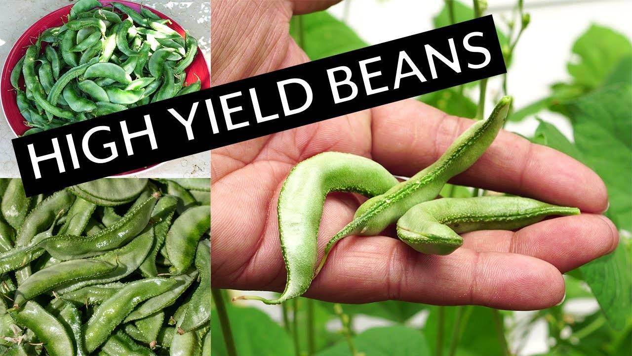 Growing High-Yield Lablab Purpureus Beans: A Comprehensive Guide