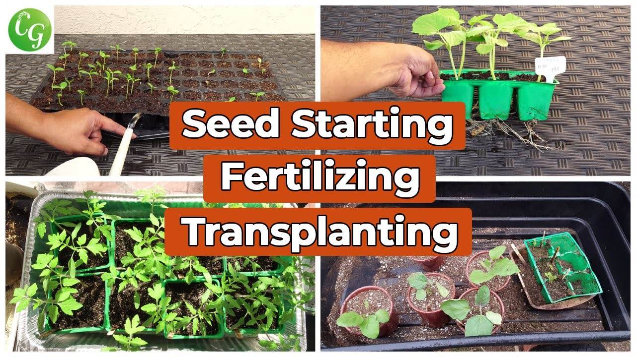 The Complete Guide to Seed Starting, Fertilizer for Seedlings, Up Potting, and Transplanting Plants