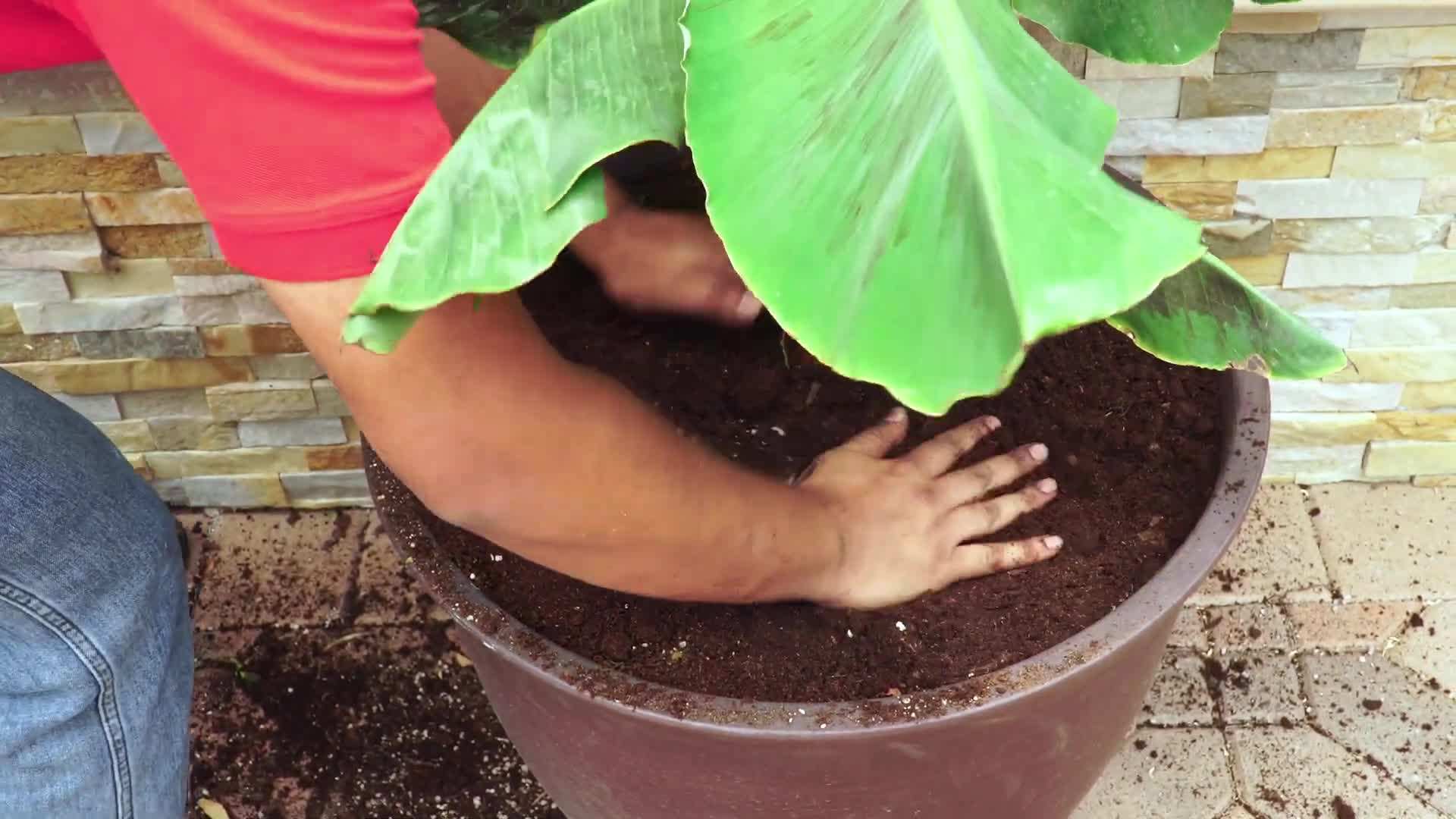 Different varieties of banana plants