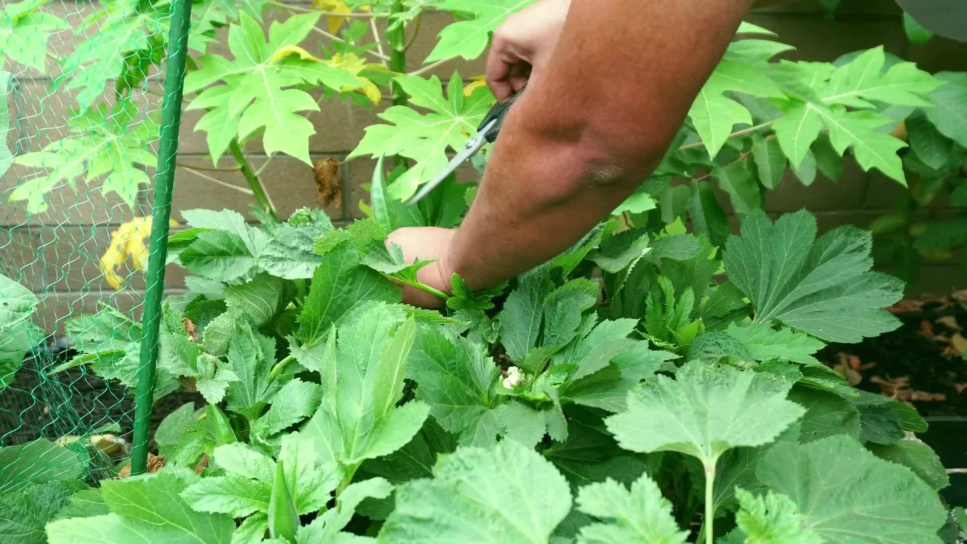 Placing the okra container in a sunny location