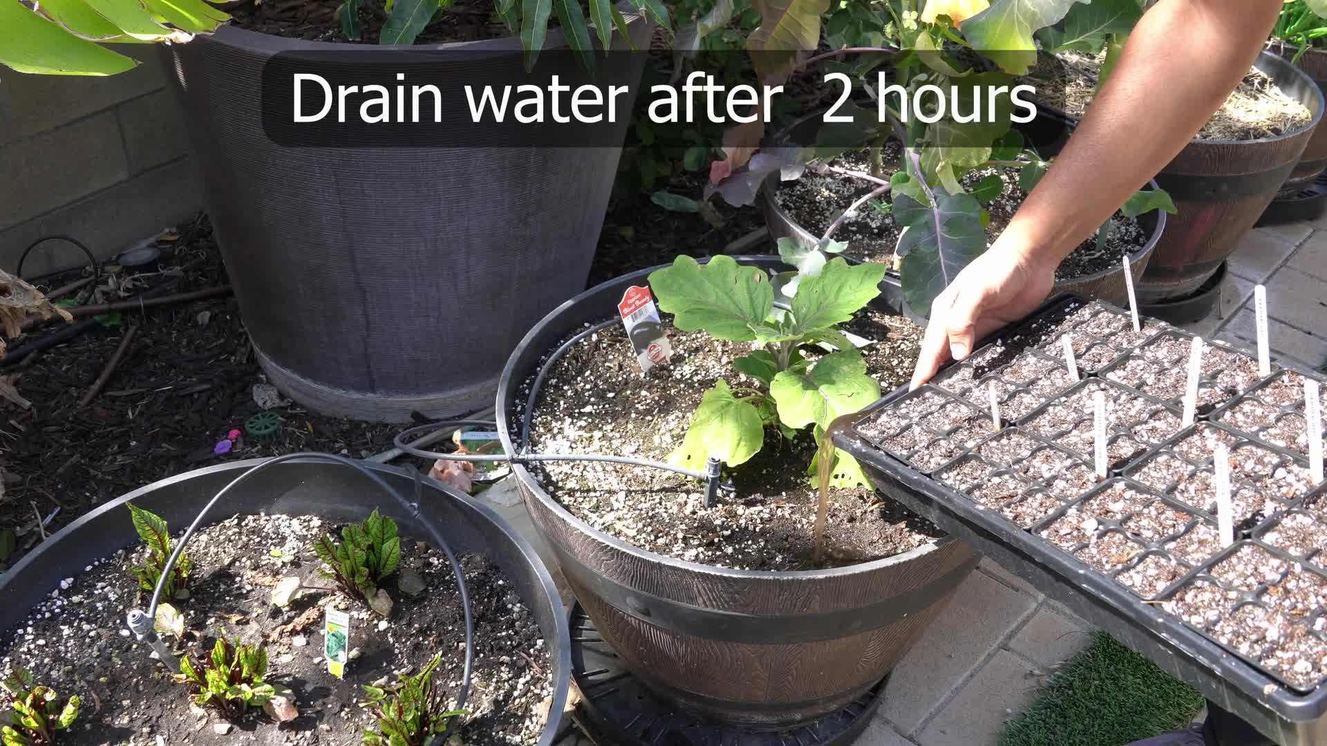 Seeds suitable for indoor growing