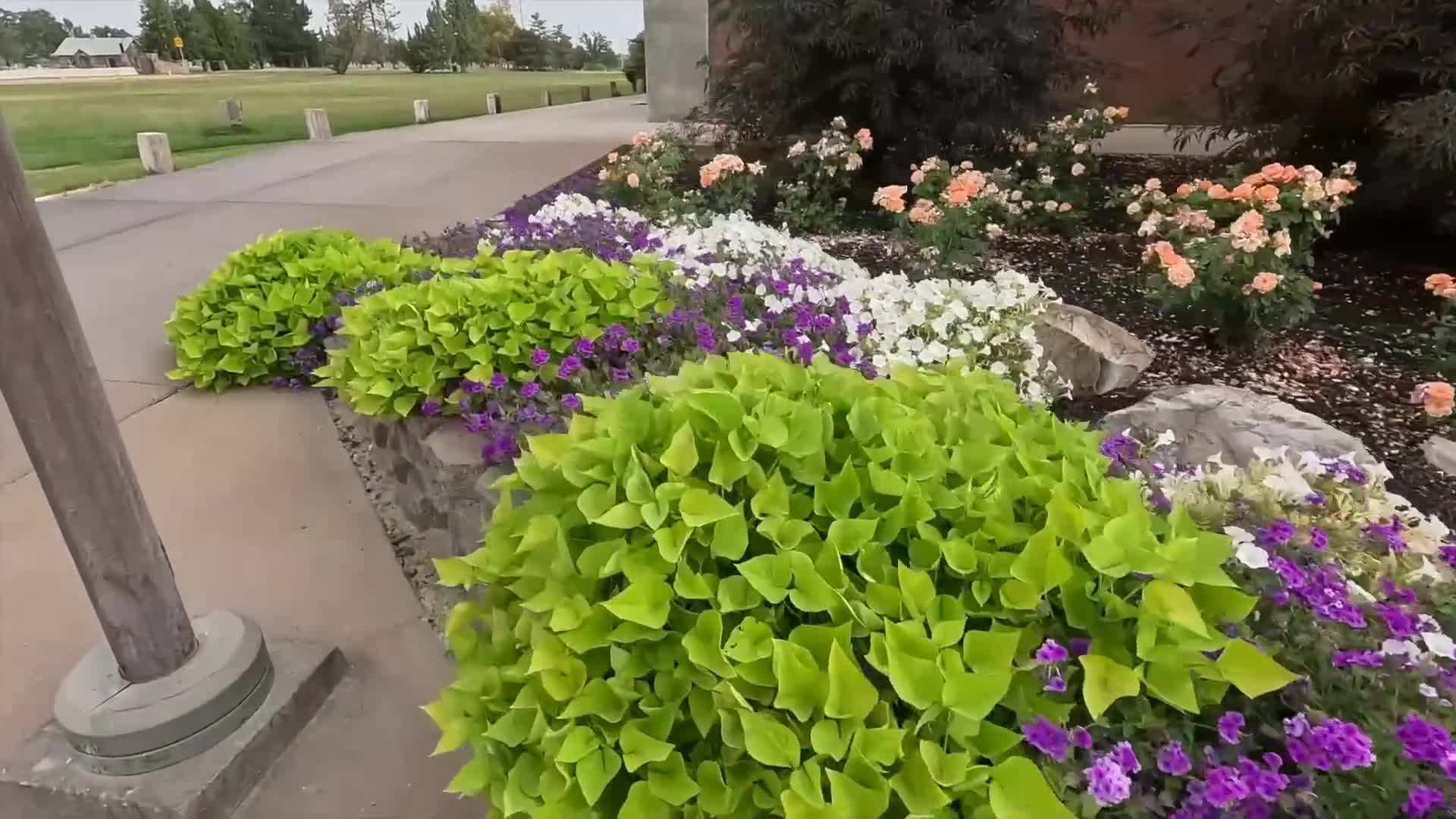 Superbena Imperial Blue in full bloom