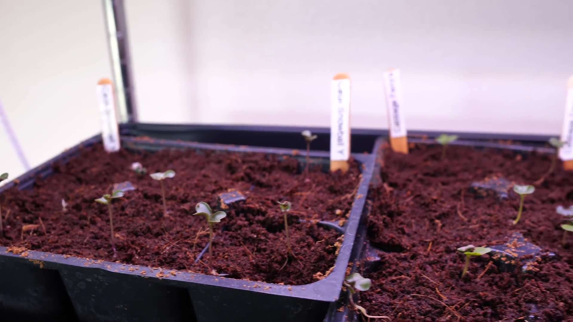 Up Potting Seedlings for Continued Growth