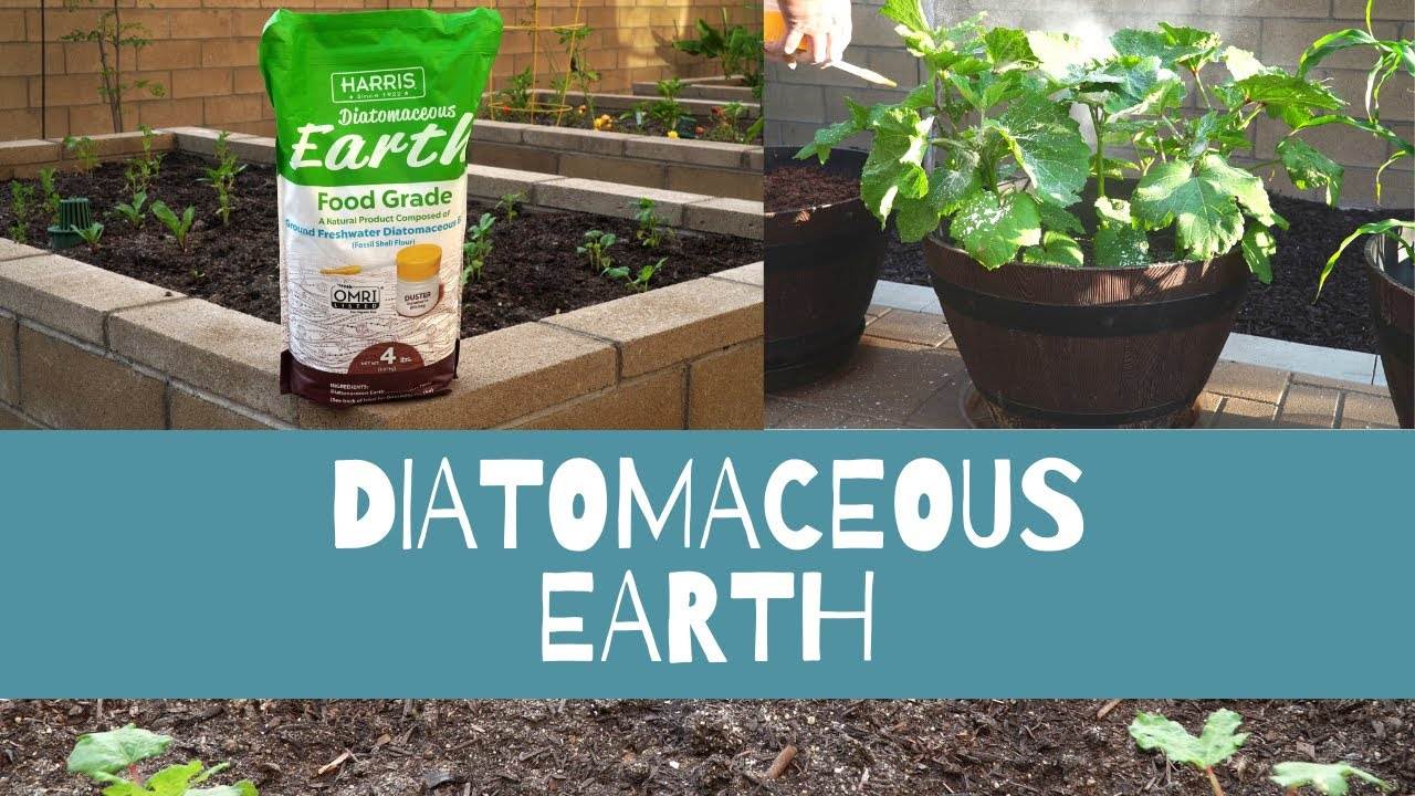 Effective Diatomaceous Earth Pest Control in Your Home Garden