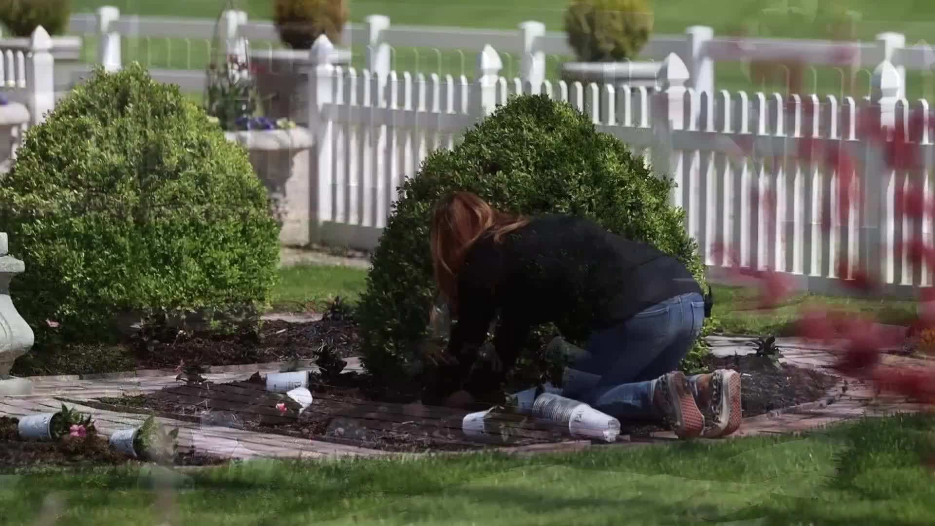 Surefire® Rose Begonia