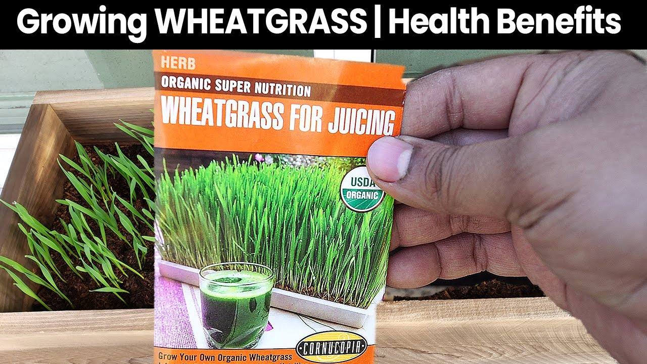 The Incredible Health Benefits of Wheatgrass and How to Grow It at Home