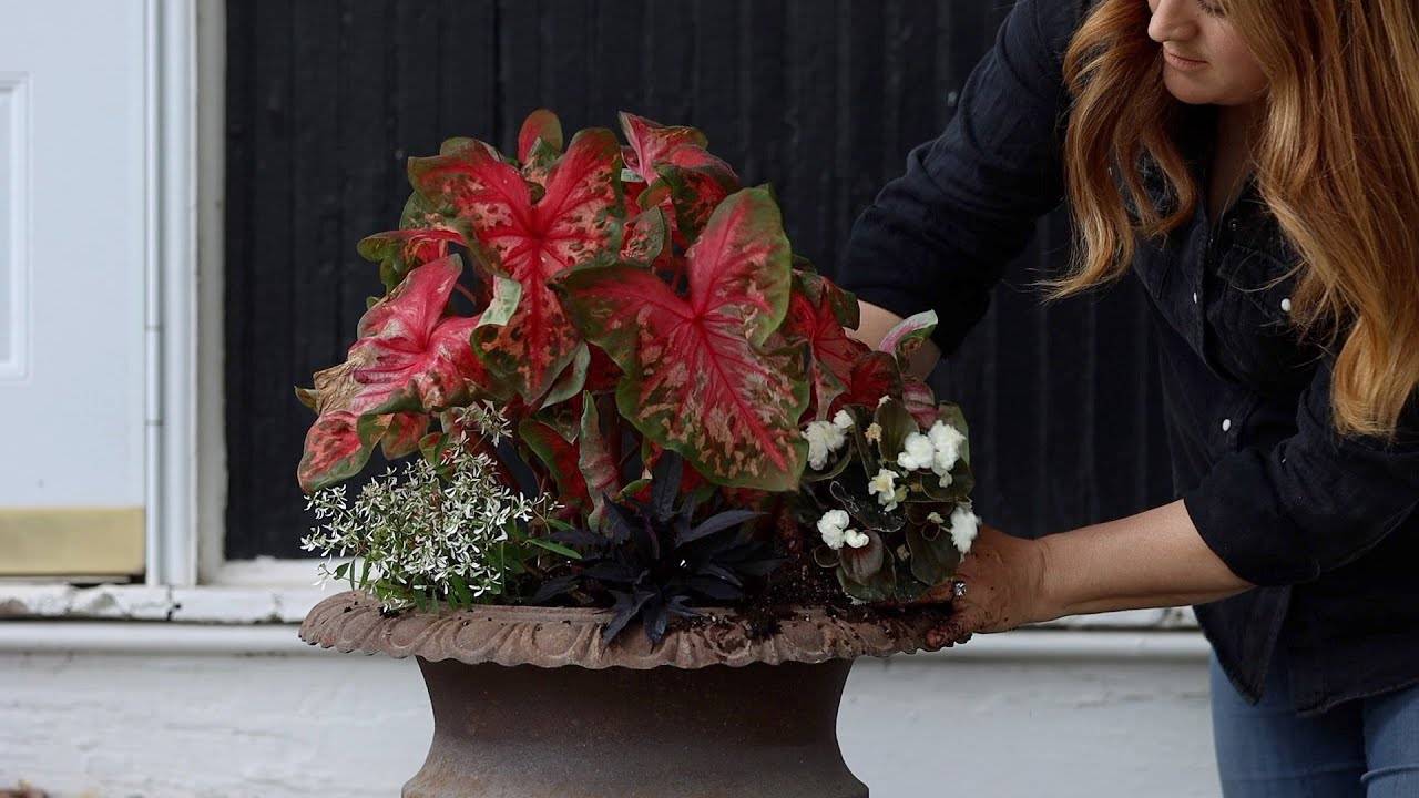 Planting the Barn & Shade Porch Pots - A Guide by Garden Answer