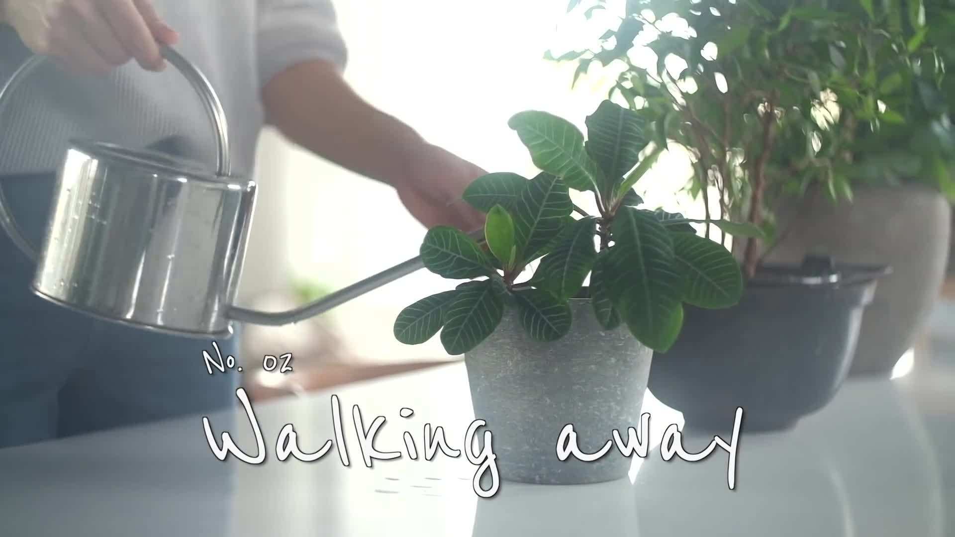 Indoor Plants in Bright, Indirect Light