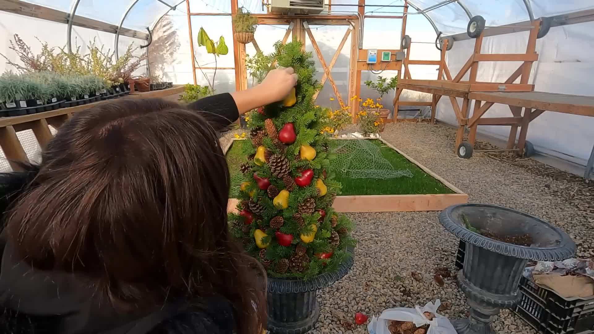 Trimming and Shaping the Plant