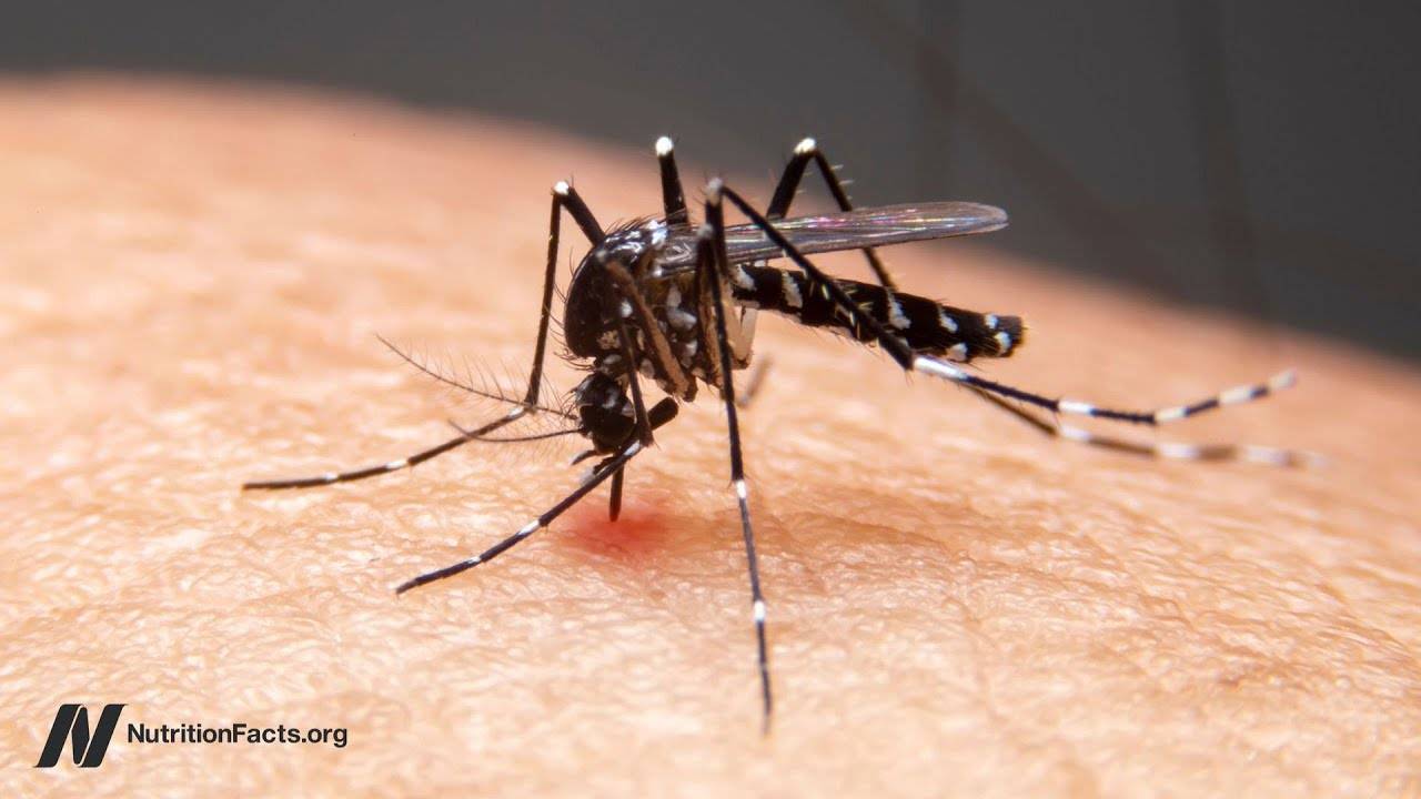 Does Eating Garlic Reduce Mosquito Bites? A Natural Remedy Explored