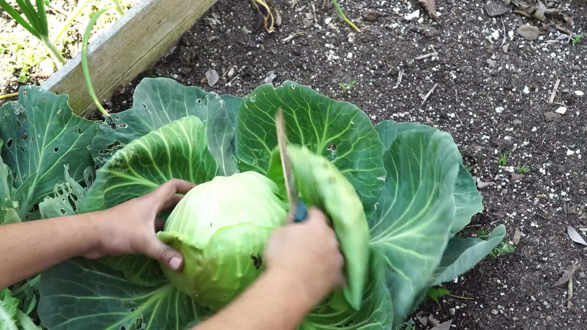 Choosing the right plants for your garden