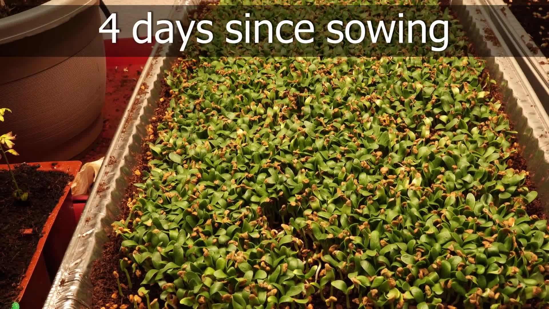 Shallow tray filled with moistened growing medium