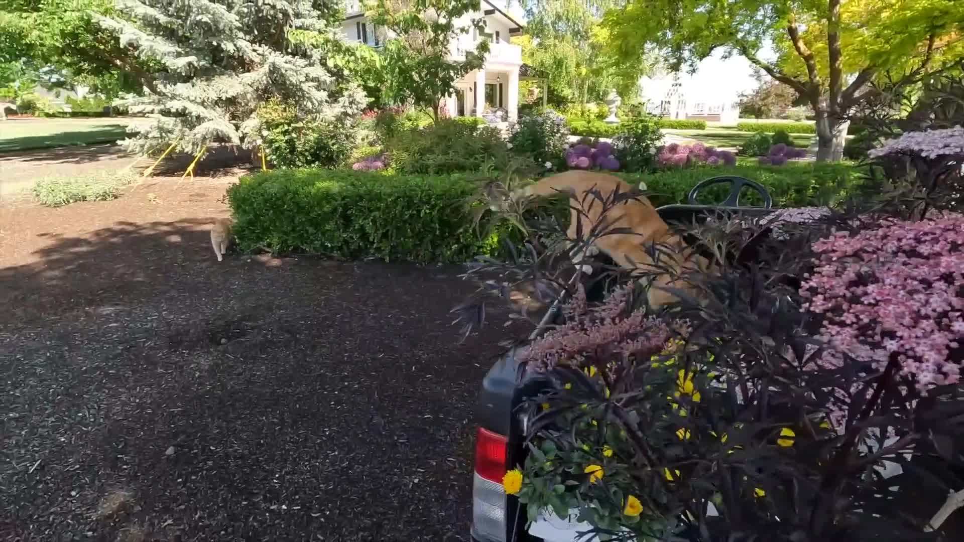 'Haschberg' Elderberry