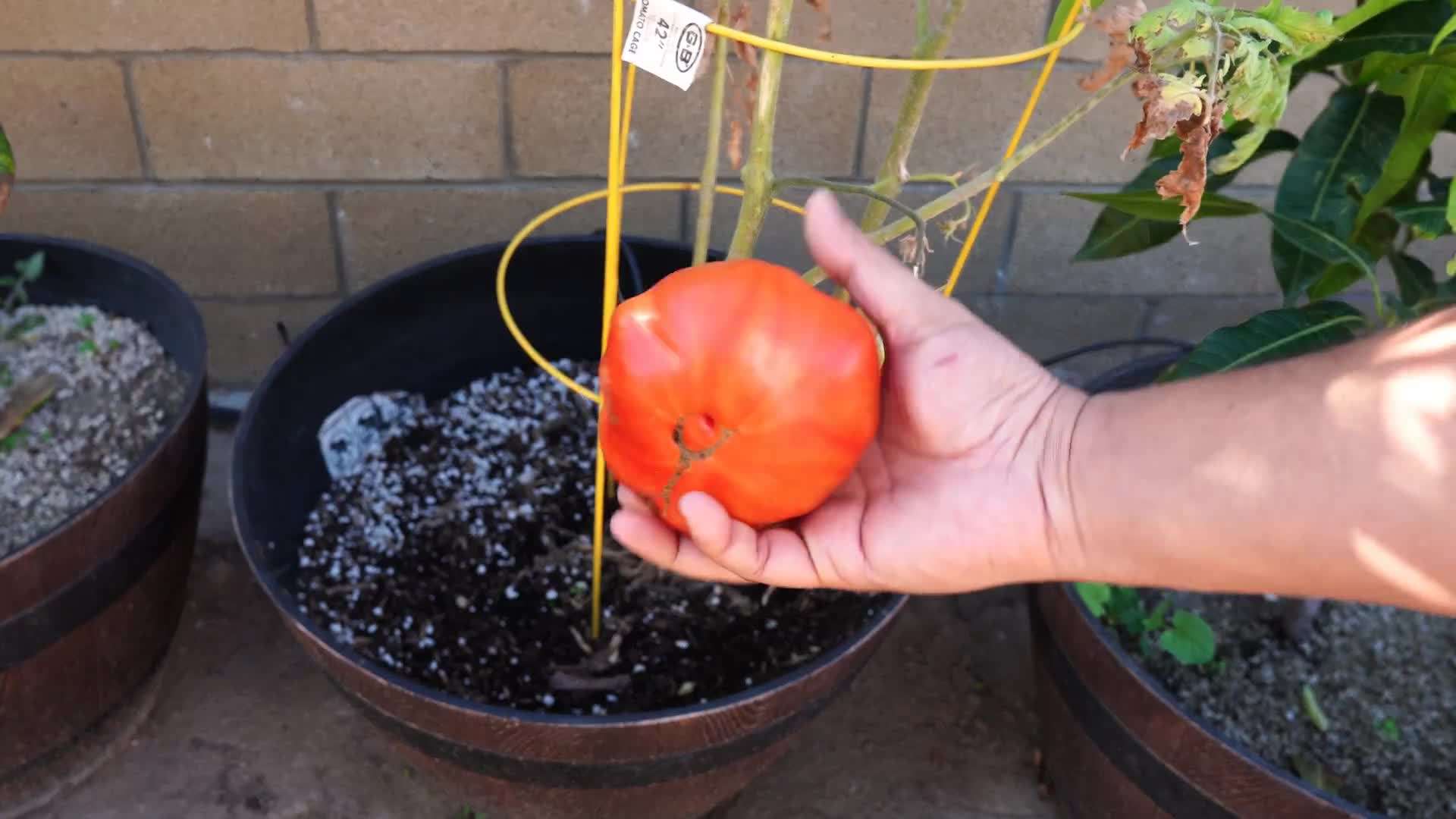 Harvested Vegetables from California Garden
