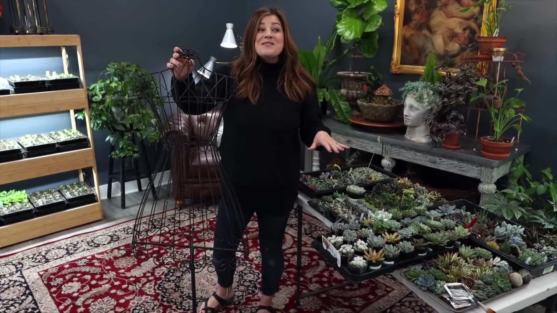 Preserved sheet moss for moisture retention