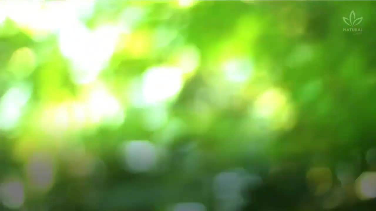 Boost Your Immune System with Cat's Claw