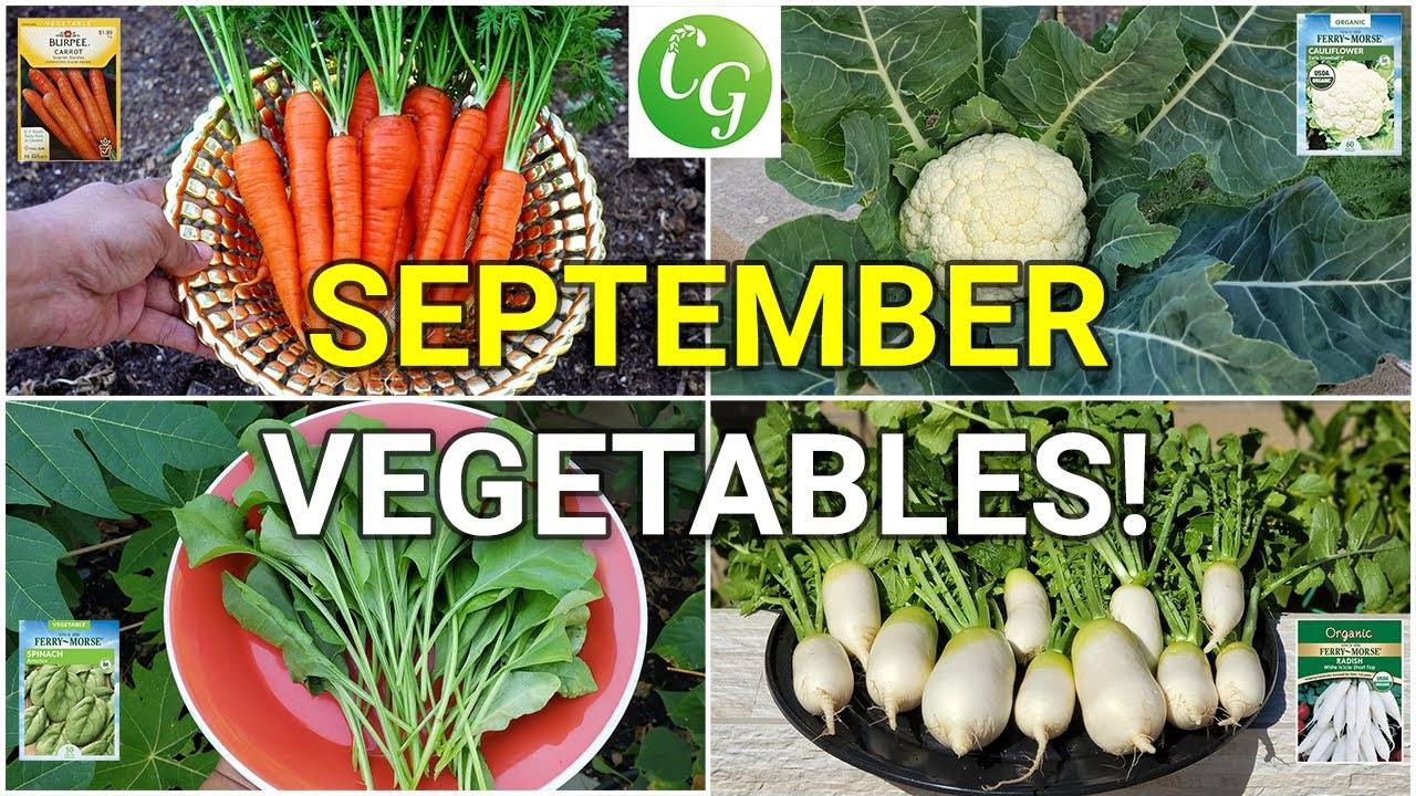 Mastering the Fall Garden: 10 Veggies You Can Plant in September!