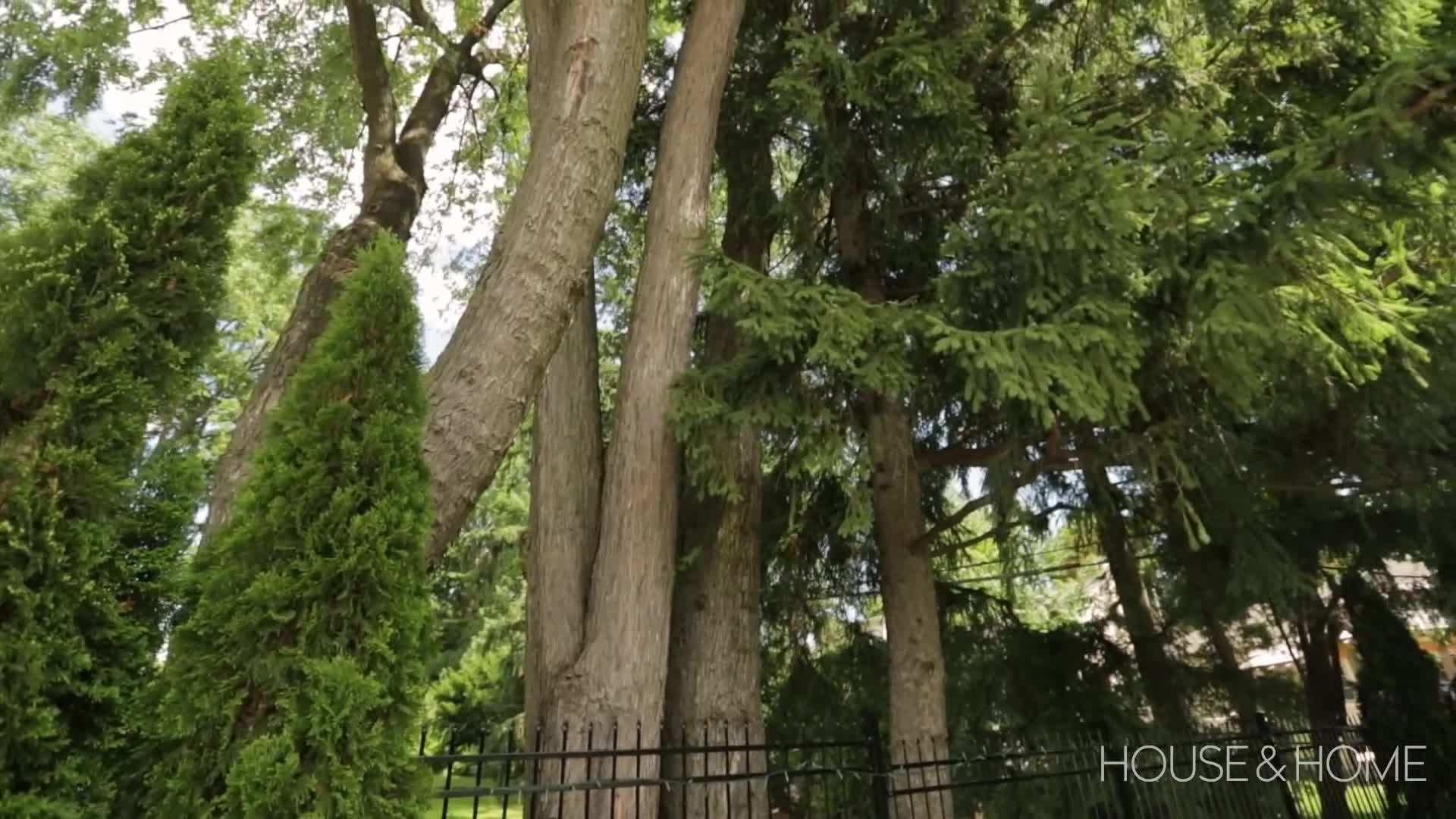 Close-up shot of the lush mass plantings in the backyard