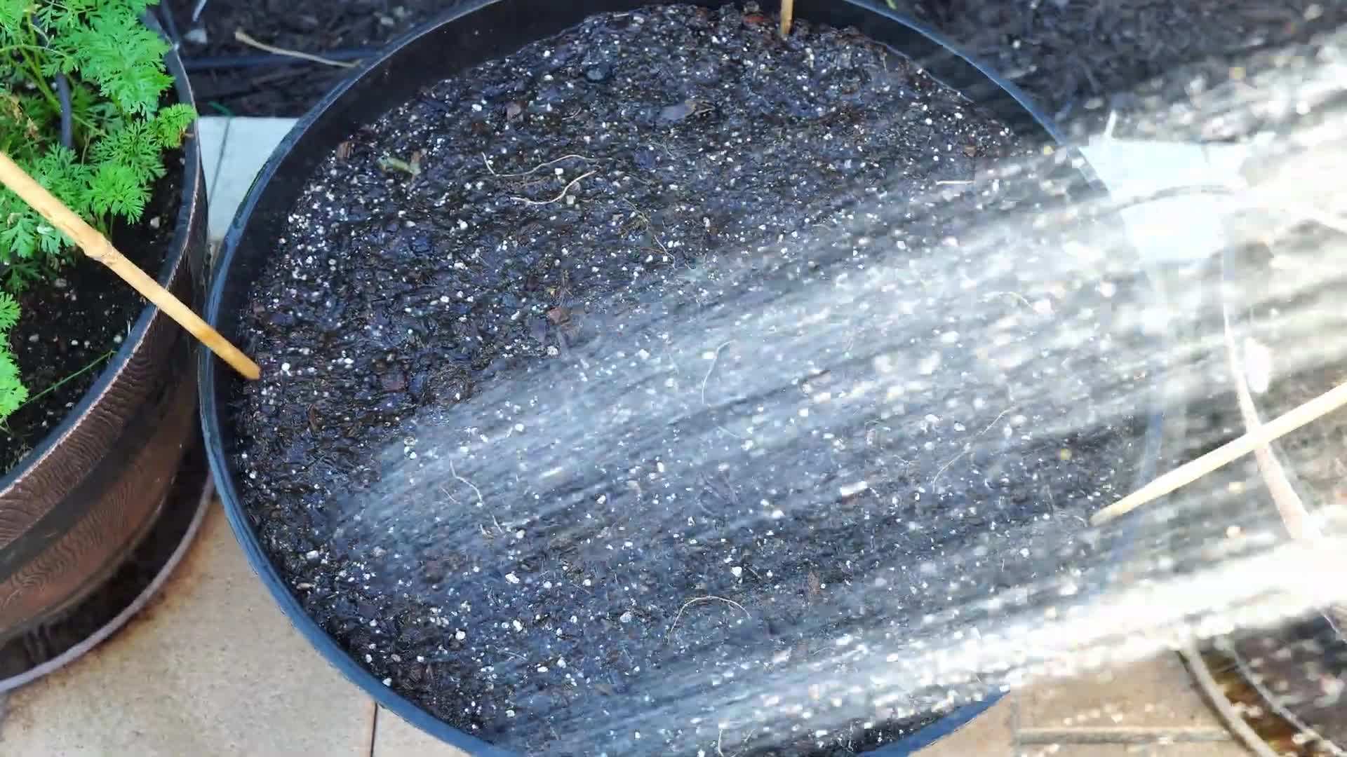 A suitable container for growing garlic