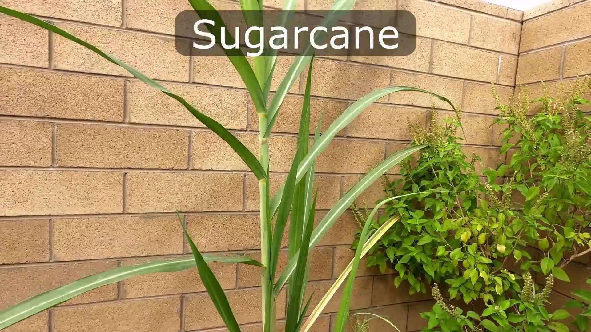 Illustration of a fruit tree in a container