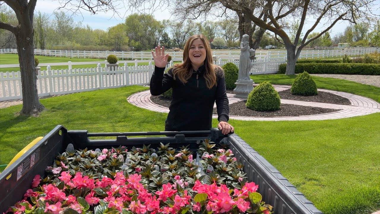 Planting Begonias & Impatiens: A Step-by-Step Guide